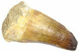 Fossil Mosasaur (Prognathodon currii) Tooth - Rare Type #364141-1